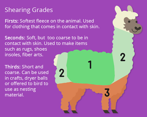 Alpaca shearing regions and grading