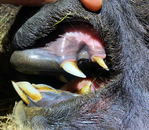 Alpaca Teeth are Gnarly Fitzgerald Acres Alpaca Ranch