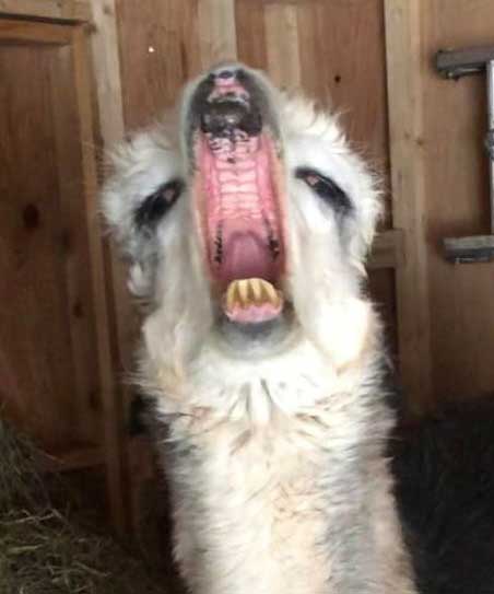 Alpaca Teeth are Gnarly Fitzgerald Acres Alpaca Ranch