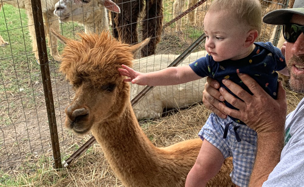 Alpaca Farm Tour