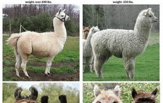 The difference between llamas and alpacas