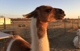 Wrigley the Llama