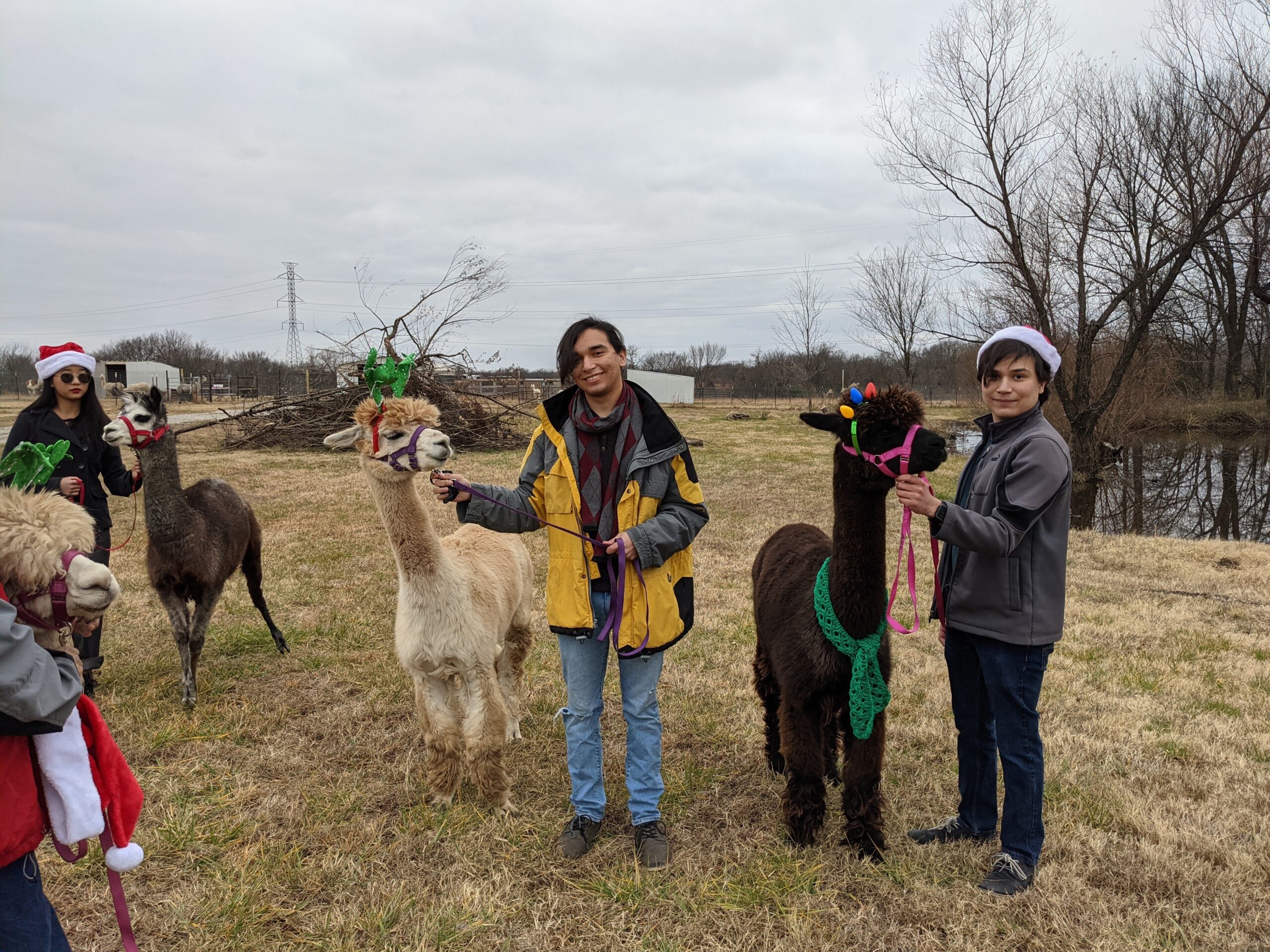 Walking with with Alpacas
