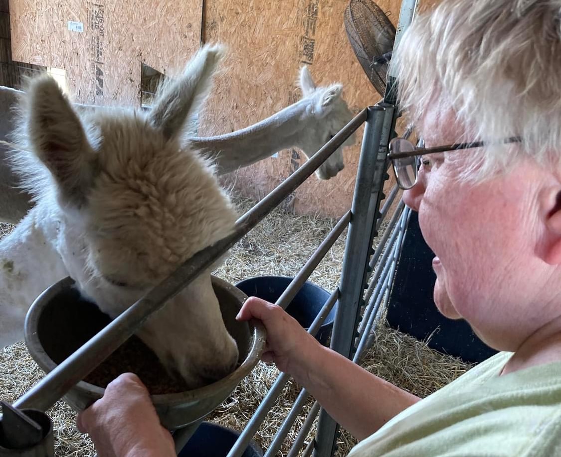 Senior Field Trip - Alpaca Farm Tour