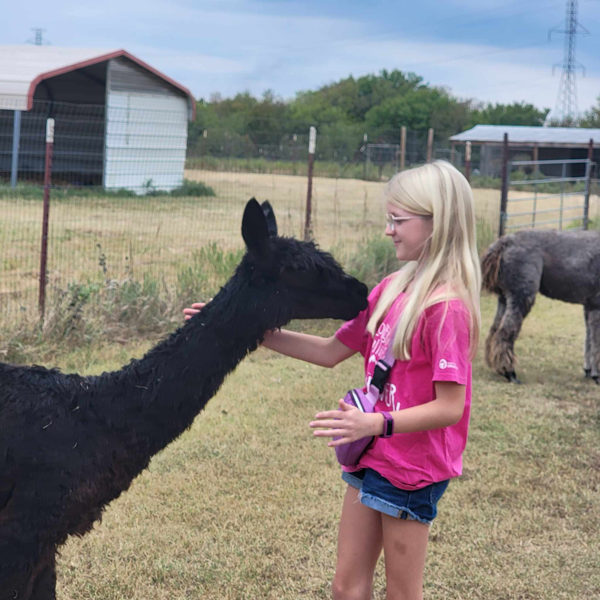 Alpaca Farm Tour